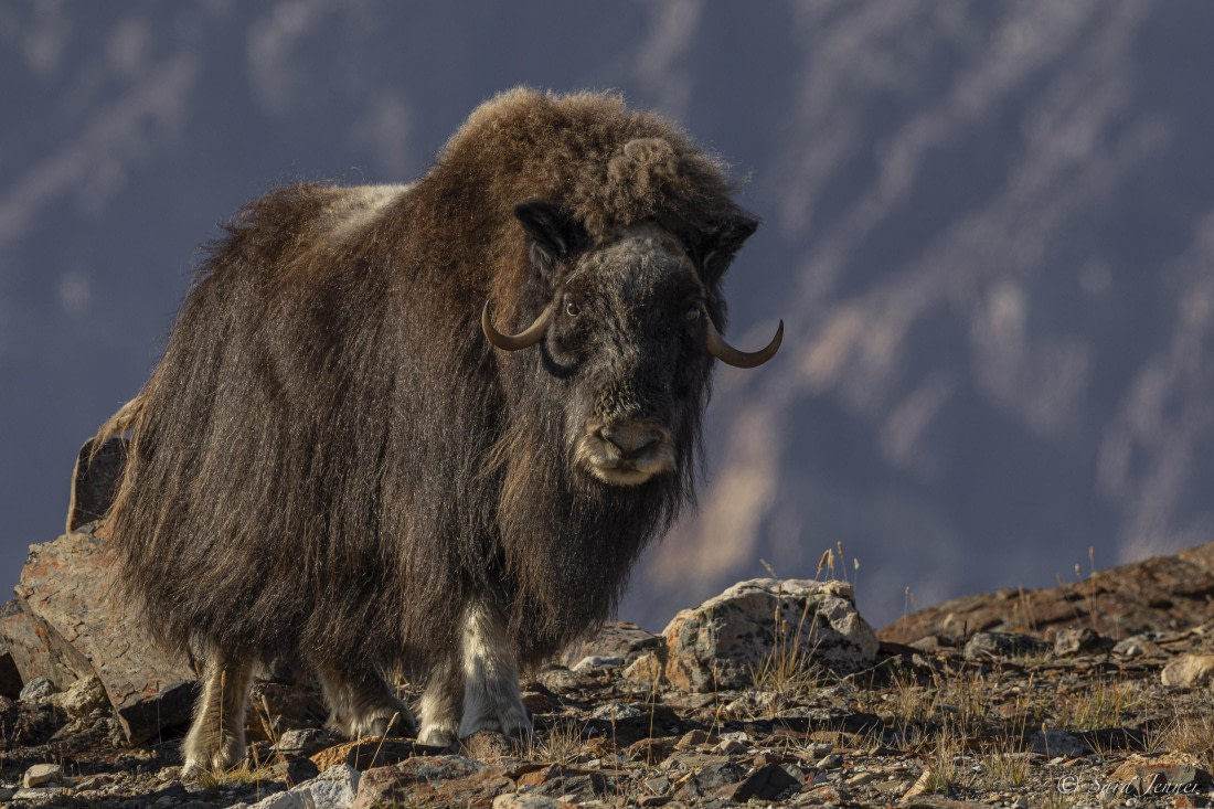 HDS12-24, Day 6,  Musk ox 7 © Sara Jenner - Oceanwide Expeditions.jpg