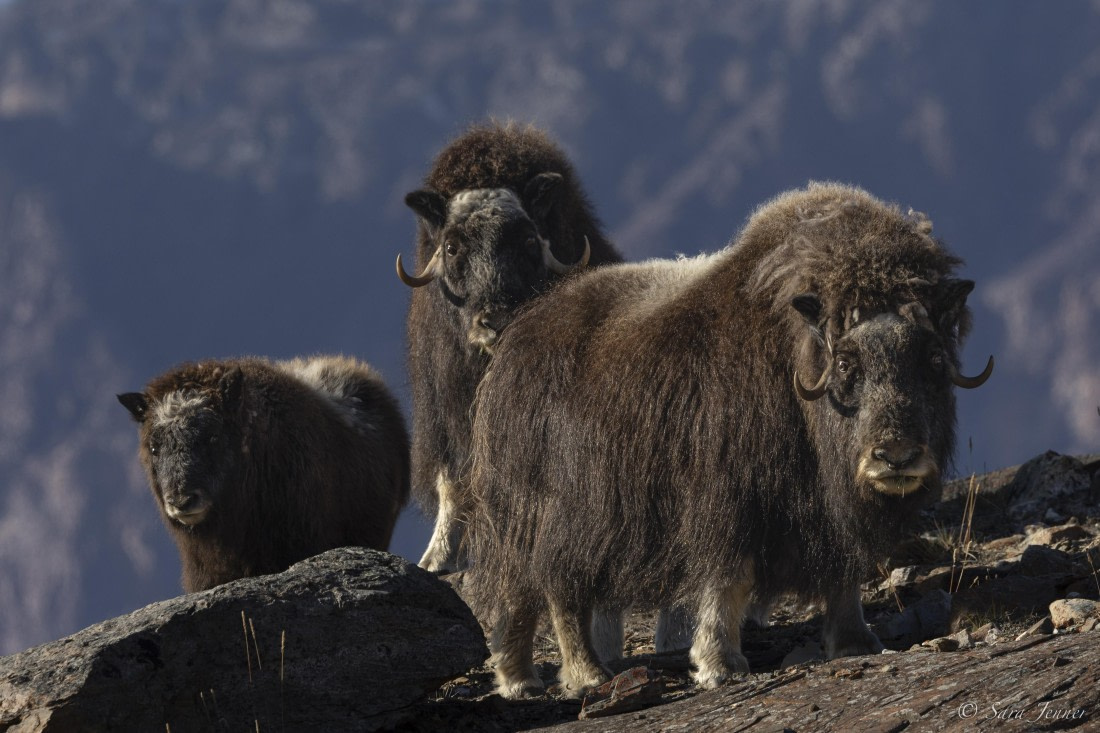 HDS12-24, Day 6,  Musk ox 8 © Sara Jenner - Oceanwide Expeditions.jpg