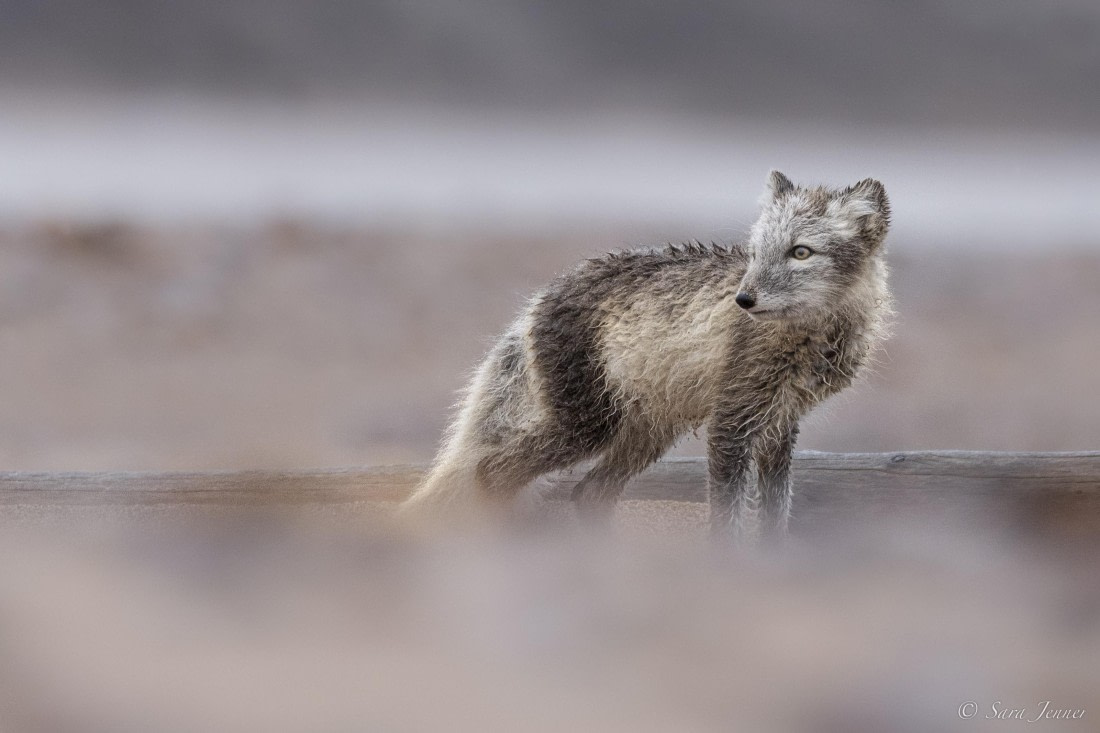 HDS12-24, Day 9,  Arctic fox 1 © Sara Jenner - Oceanwide Expeditions.jpg