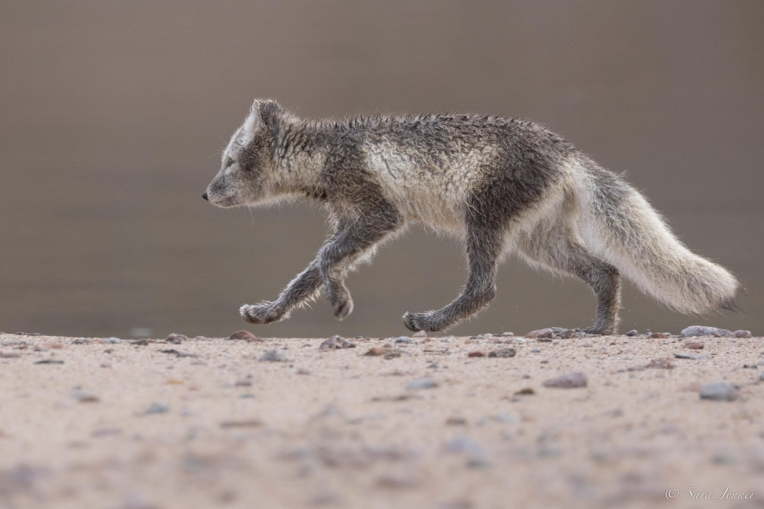 HDS12-24, Day 9,  Arctic fox 3 © Sara Jenner - Oceanwide Expeditions.jpg