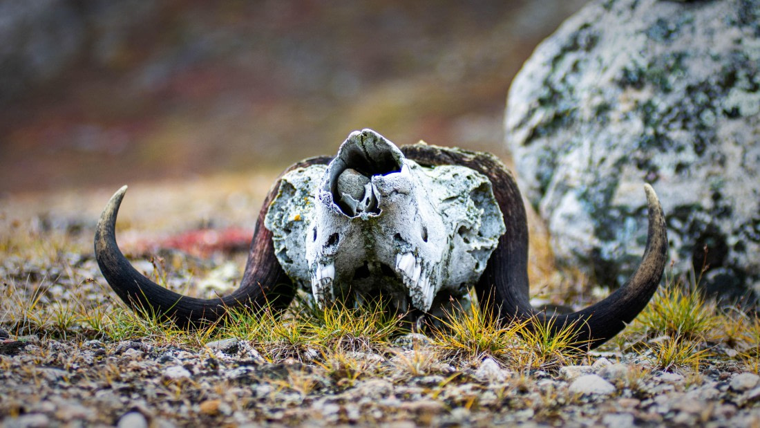 HDS12-24, Day 10,  PAZ_8592 © Alexander Romanovskiy - Oceanwide Expeditions.jpg