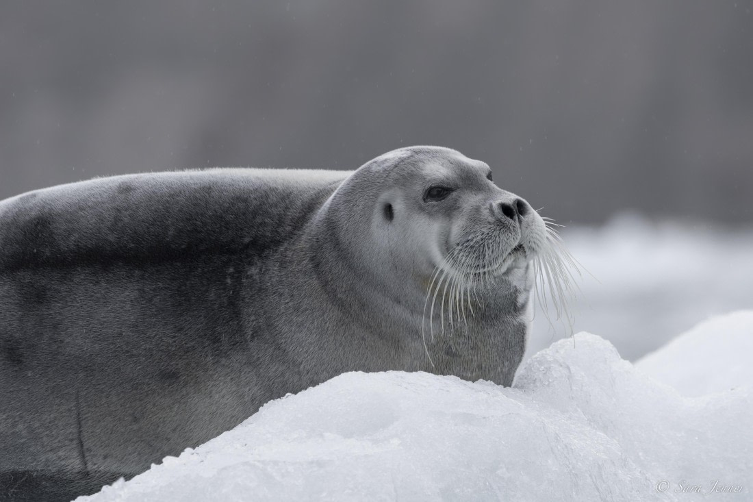 HDS12-24, Day 11,  Beared seal_ © Sara Jenner - Oceanwide Expeditions.jpg