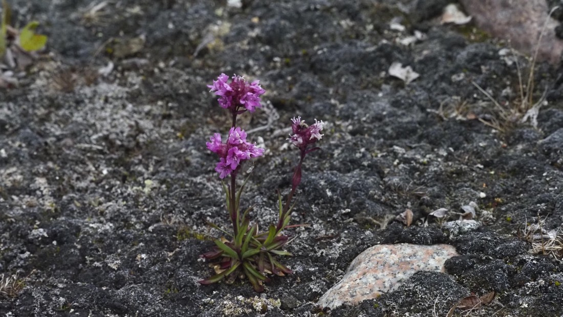 PLA12-24, Day 3,  _9020048_© Ursula Tscherter © Ursula Tscherter - Oceanwide Expeditions.JPG