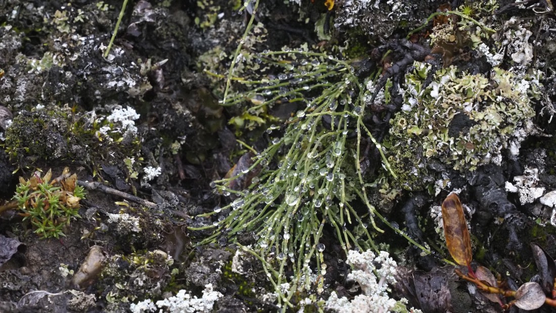 PLA12-24, Day 3,  _9020081_© Ursula Tscherter © Ursula Tscherter - Oceanwide Expeditions.JPG