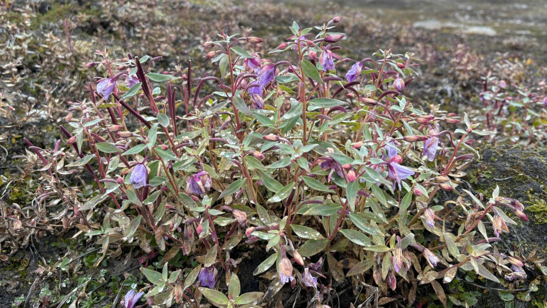 PLA12-24, Day 3,  IMG_E6409_© Ursula Tscherter © Ursula Tscherter - Oceanwide Expeditions.jpg