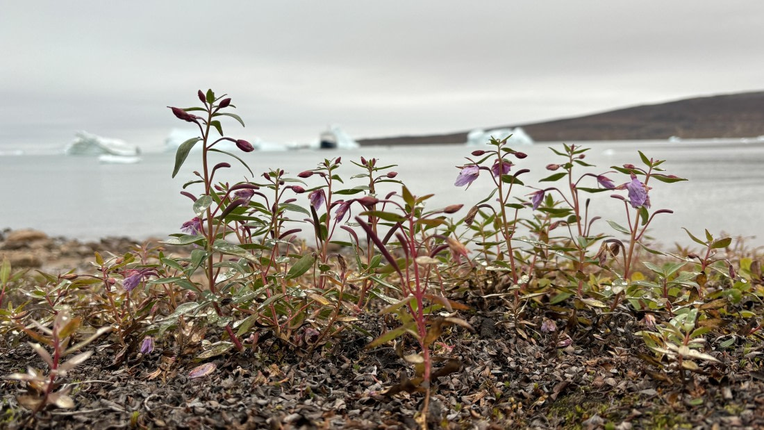 PLA12-24, Day 3,  IMG_E6415_© Ursula Tscherter © Ursula Tscherter - Oceanwide Expeditions.jpg