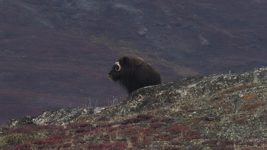 PLA12-24, Day 4,  _1010035_© Ursula Tscherter © Ursula Tscherter - Oceanwide Expeditions.JPG