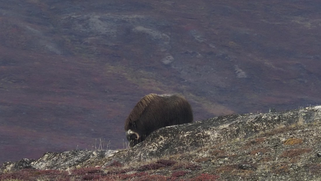 PLA12-24, Day 4,  _1010040_© Ursula Tscherter © Ursula Tscherter - Oceanwide Expeditions.JPG