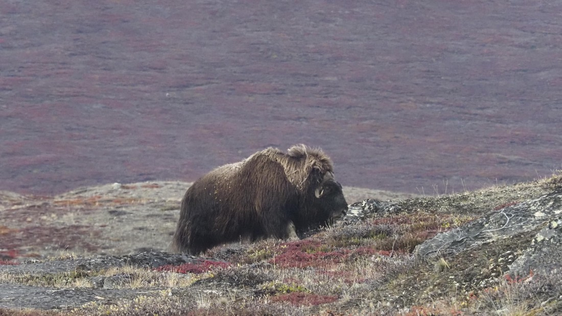 PLA12-24, Day 4,  _1010057_© Ursula Tscherter © Ursula Tscherter - Oceanwide Expeditions.JPG