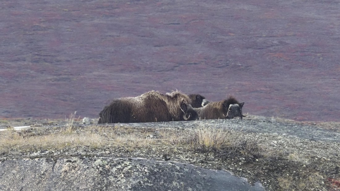 PLA12-24, Day 4,  _1010078_© Ursula Tscherter © Ursula Tscherter - Oceanwide Expeditions.JPG