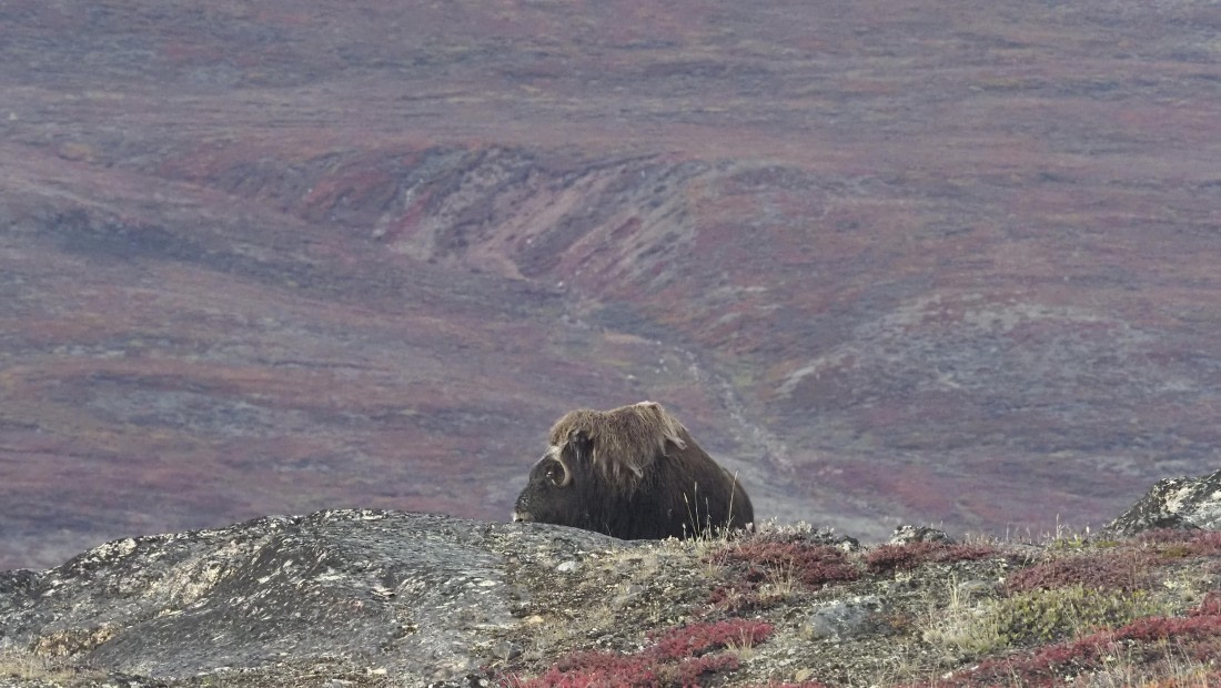 PLA12-24, Day 4,  _1010079_© Ursula Tscherter © Ursula Tscherter - Oceanwide Expeditions.JPG
