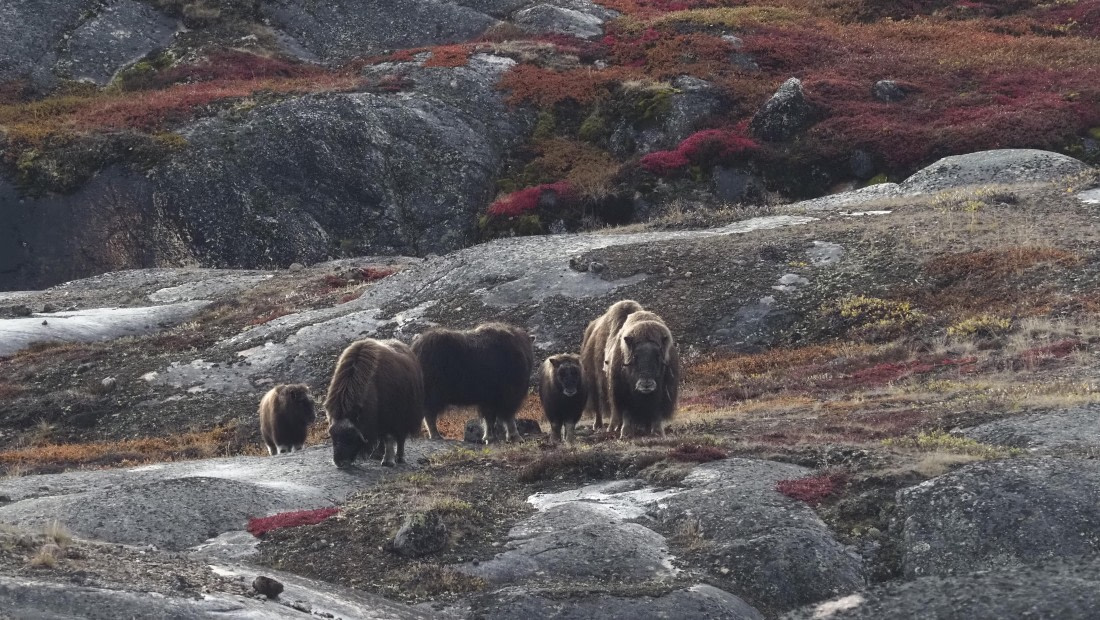 PLA12-24, Day 4,  _1010151_© Ursula Tscherter © Ursula Tscherter - Oceanwide Expeditions.JPG
