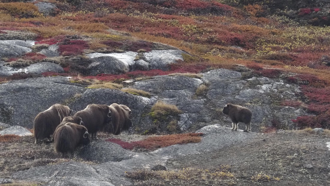 PLA12-24, Day 4,  _1010186_© Ursula Tscherter © Ursula Tscherter - Oceanwide Expeditions.JPG
