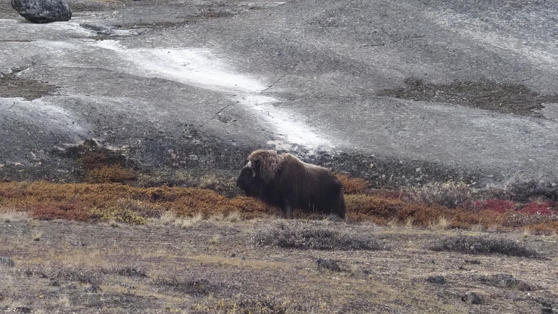 PLA12-24, Day 4,  _1010217_© Ursula Tscherter © Ursula Tscherter - Oceanwide Expeditions.JPG
