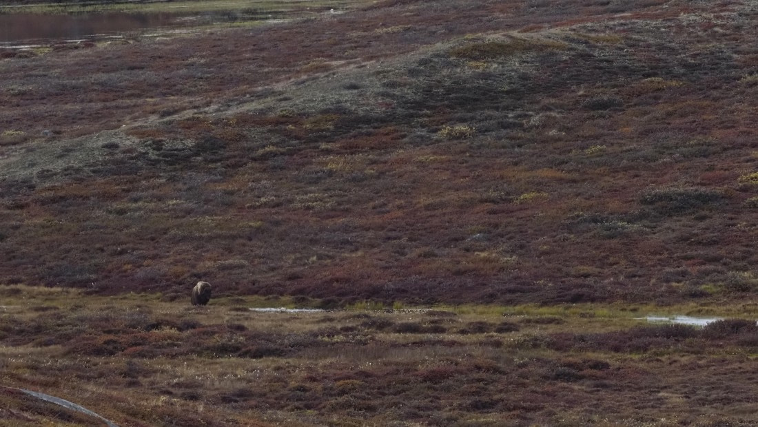 PLA12-24, Day 4,  _1010322_© Ursula Tscherter © Ursula Tscherter - Oceanwide Expeditions.JPG