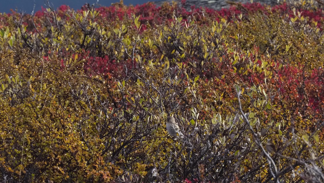 PLA12-24, Day 4,  _1010351_© Ursula Tscherter © Ursula Tscherter - Oceanwide Expeditions.JPG