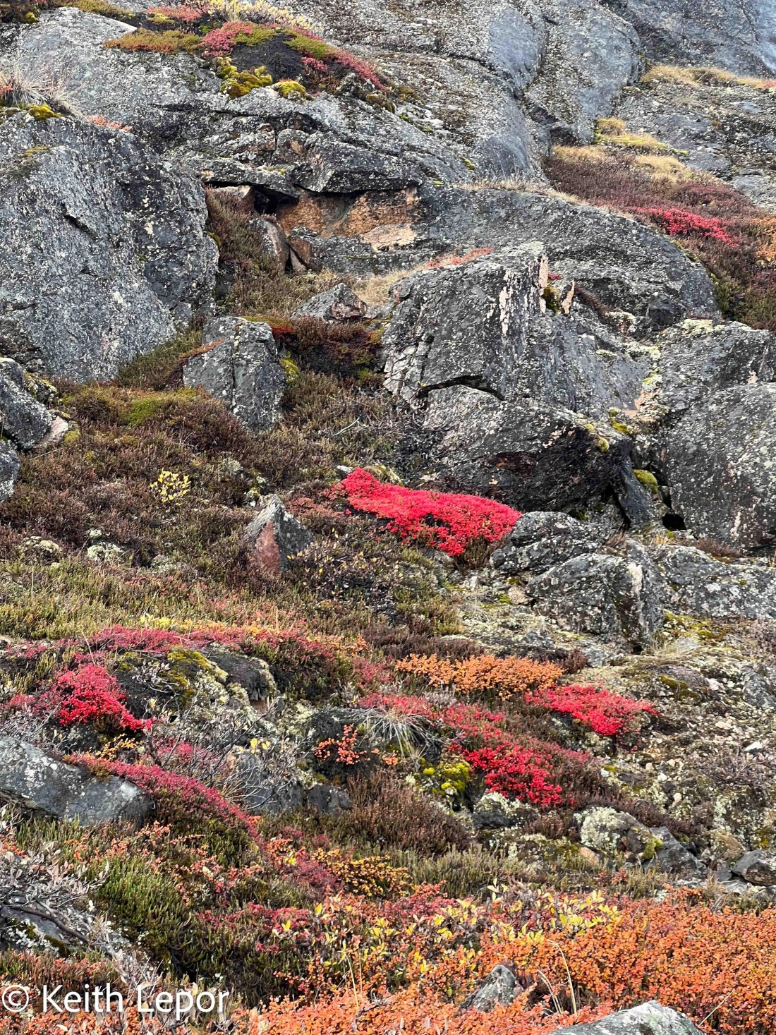 PLA12-24, Day 4,  IMG_1371-2 © Keith Lepor - Oceanwide Expeditions.jpg