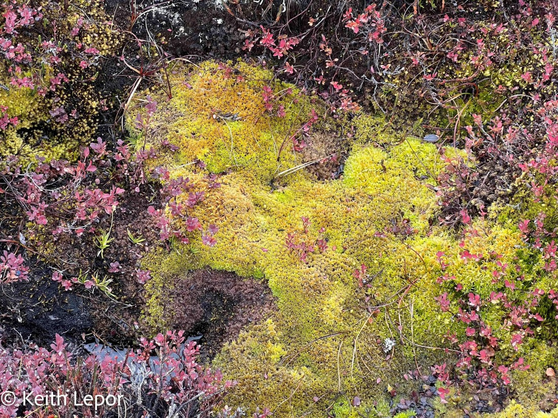 PLA12-24, Day 4,  IMG_1380-2 © Keith Lepor - Oceanwide Expeditions.jpg