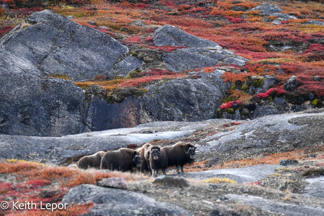 PLA12-24, Day 4,  IMG_1438-2b © Keith Lepor - Oceanwide Expeditions.jpg