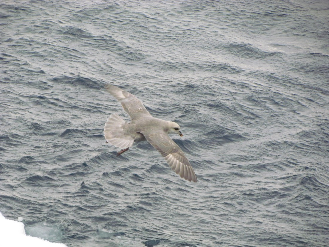 PLA12-24, Day 8,  IMG_2215 © Unknown photographer - Oceanwide Expeditions.JPG