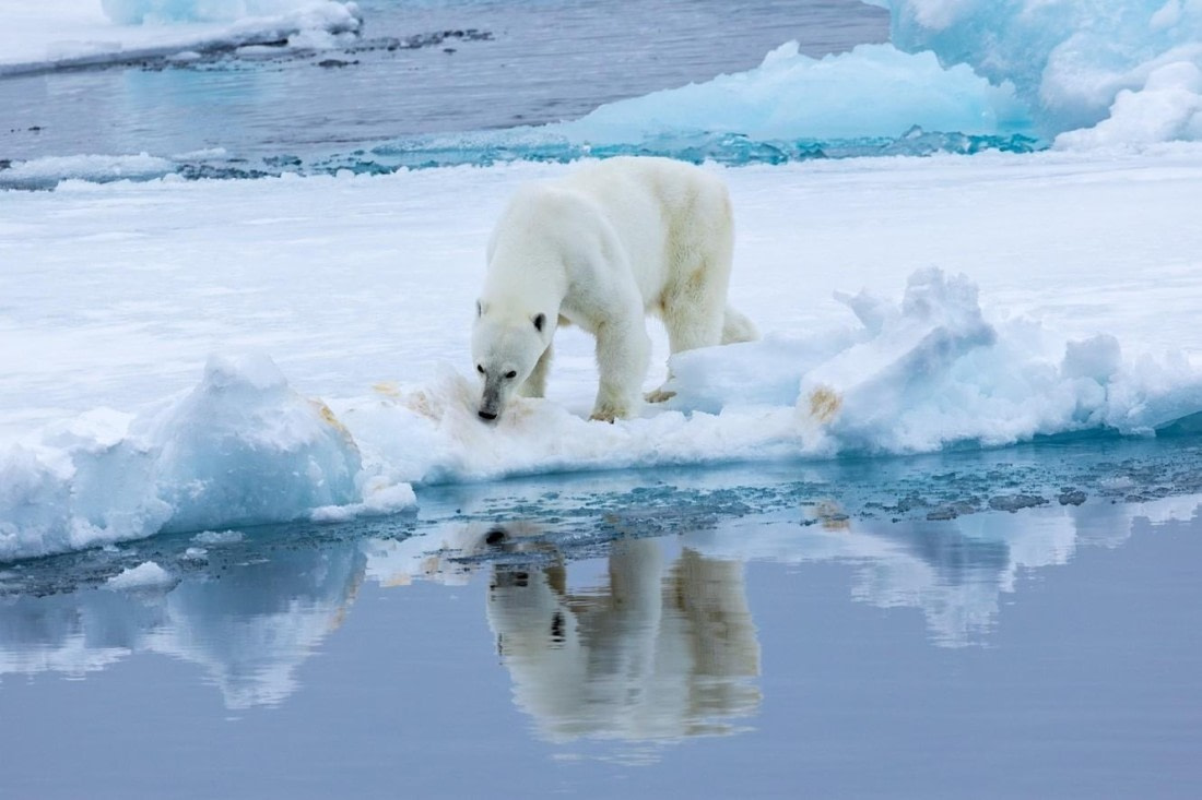 OTL11-24, Day 4,  Picture8 © Unknown photographer - Oceanwide Expeditions.jpg