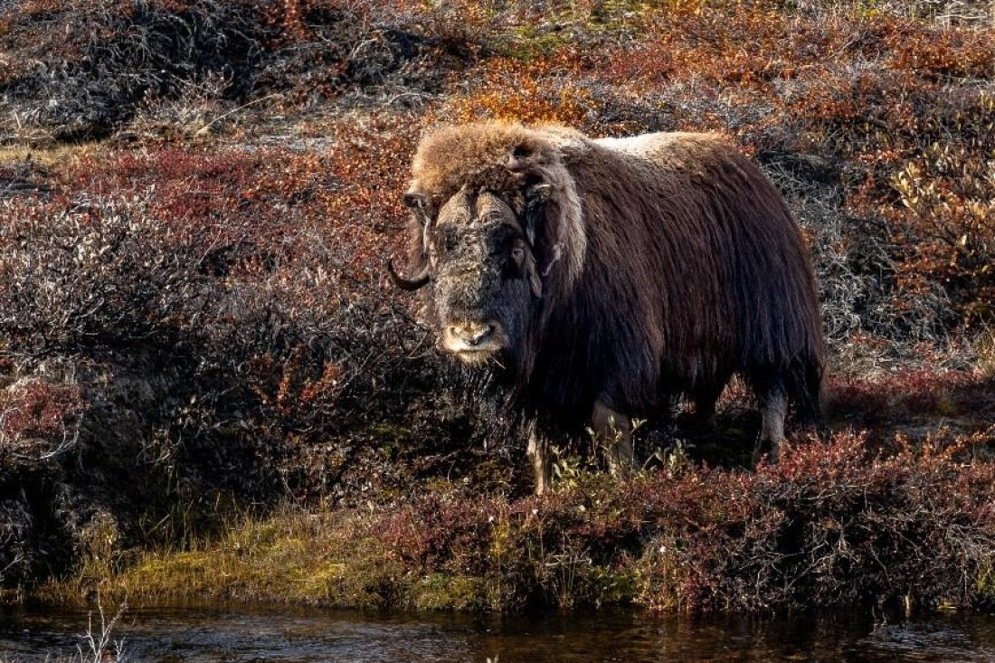 OTL11-24, Day 10,  Picture25 © Unknown photographer - Oceanwide Expeditions.jpg