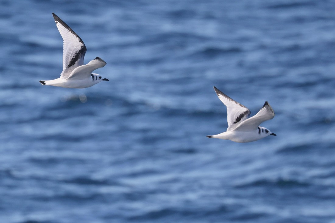 OTL12-24, Day 2,  5F4A1188 © Regis Perdriat - Oceanwide Expeditions.jpg