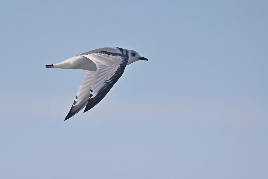 OTL12-24, Day 2,  5F4A1210 © Regis Perdriat - Oceanwide Expeditions.jpg