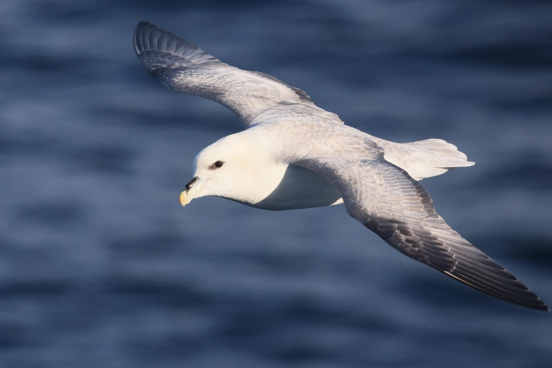 OTL12-24, Day 2,  5F4A1226 © Regis Perdriat - Oceanwide Expeditions.jpg