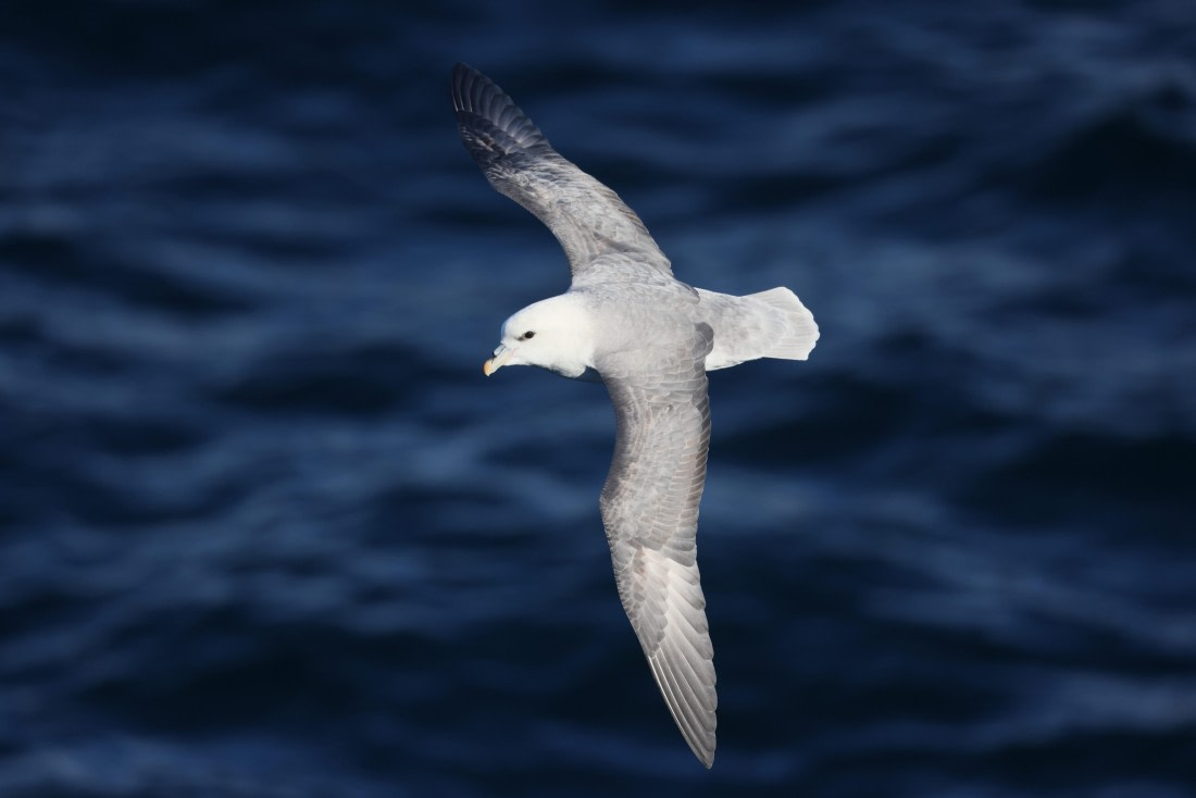 OTL12-24, Day 2,  5F4A1246 © Regis Perdriat - Oceanwide Expeditions.jpg