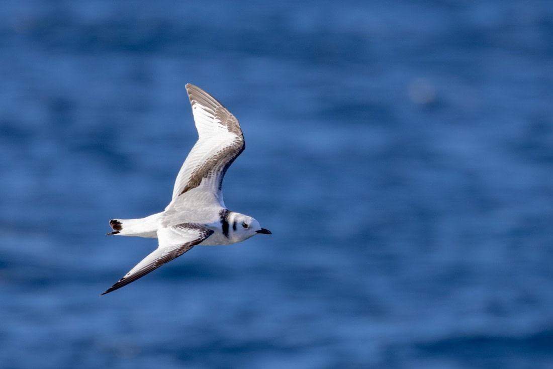 OTL12-24, Day 2,  088A2003 © Martin Anstee - Oceanwide Expeditions.jpg