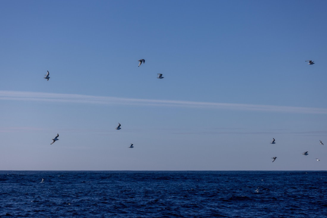 OTL12-24, Day 2,  088A1966 © Martin Anstee - Oceanwide Expeditions.jpg