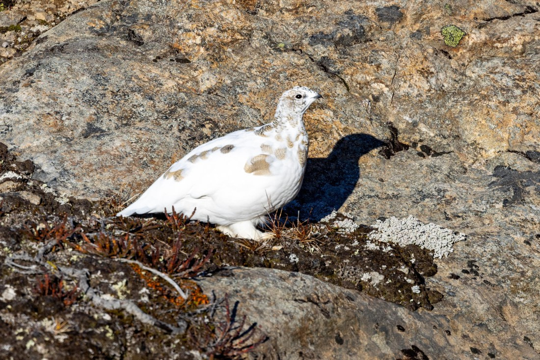 OTL12-24, Day 3,  088A2044 © Martin Anstee - Oceanwide Expeditions.jpg