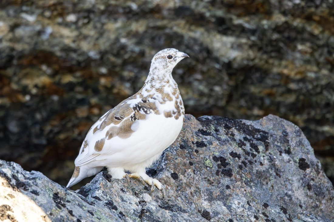 OTL12-24, Day 3,  088A2087 © Martin Anstee - Oceanwide Expeditions.jpg