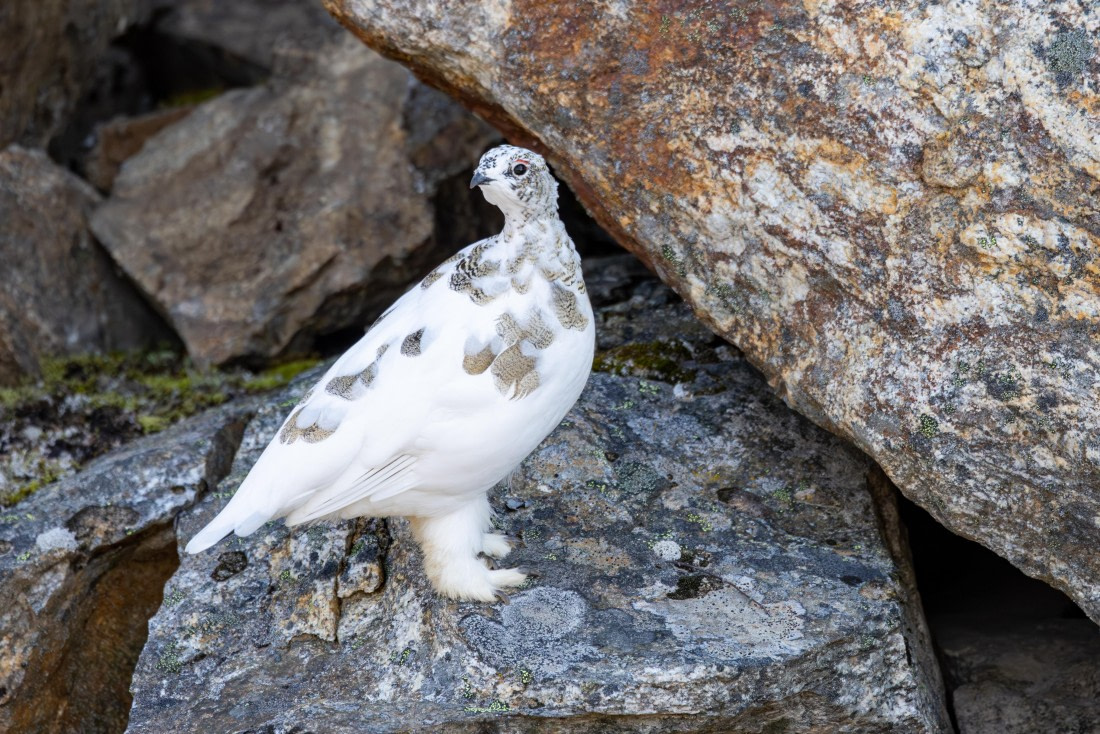 OTL12-24, Day 3,  088A2089 © Martin Anstee - Oceanwide Expeditions.jpg