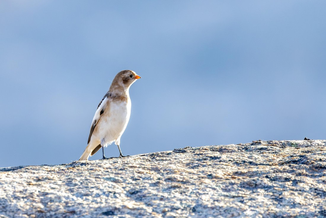 OTL12-24, Day 3,  088A2094 © Martin Anstee - Oceanwide Expeditions.jpg