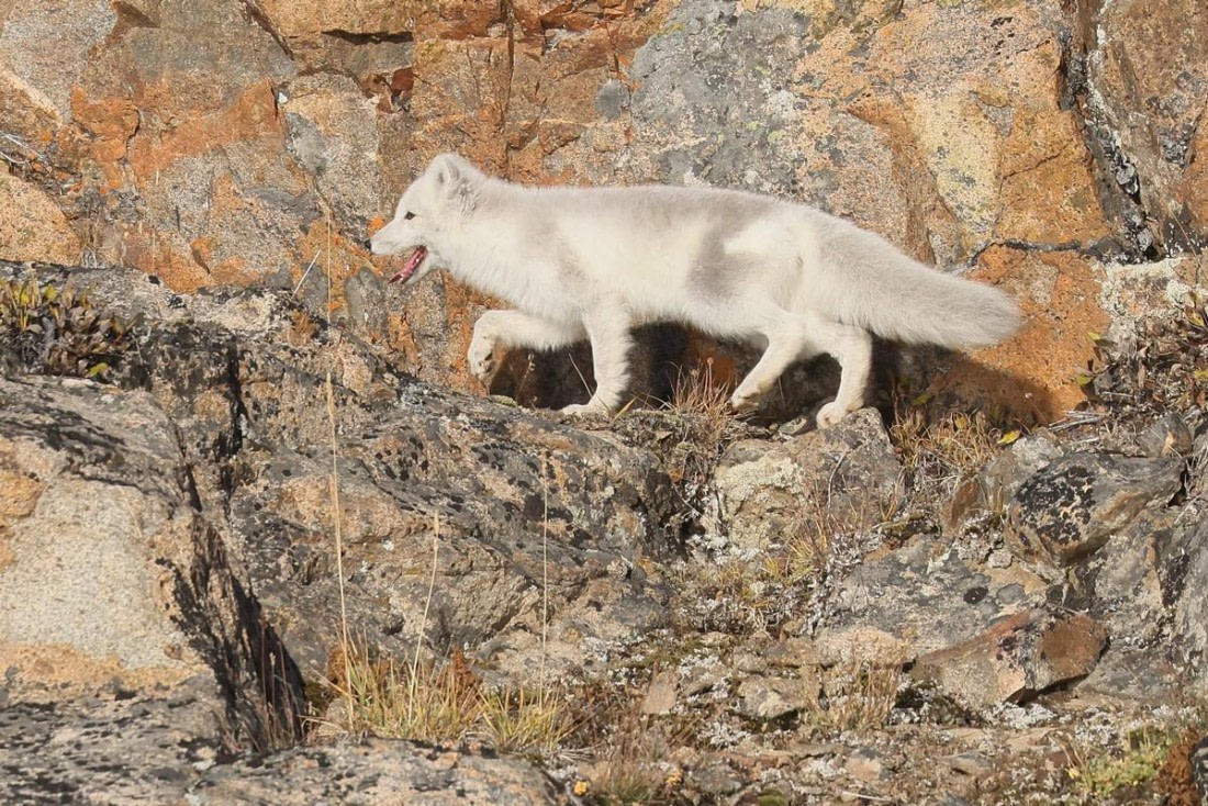 OTL12-24, Day 3,  Arctic fox_Regis_PERDRIAT (2) © Regis Perdriat - Oceanwide Expeditions.jpg