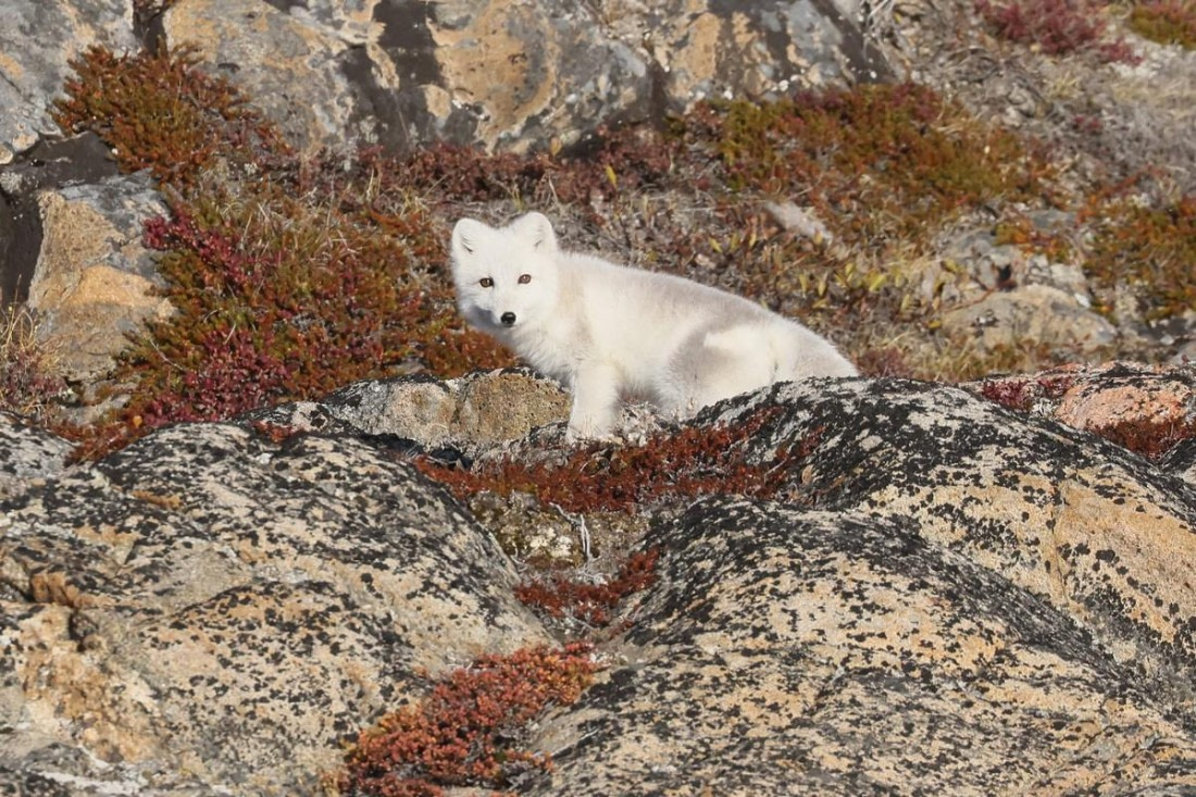 OTL12-24, Day 3,  Arctic fox_Regis_PERDRIAT (4) © Regis Perdriat - Oceanwide Expeditions.jpg