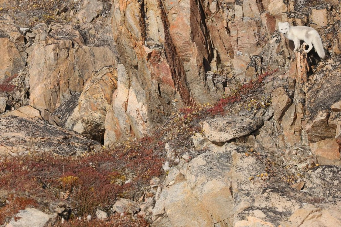 OTL12-24, Day 3,  Arctic fox_Regis_PERDRIAT (5) © Regis Perdriat - Oceanwide Expeditions.jpg