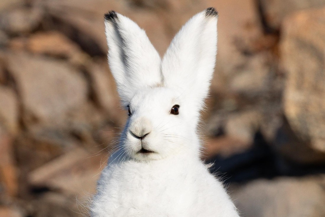 OTL12-24, Day 3,  FZ1A0723 © Unknown photographer - Oceanwide Expeditions.jpg