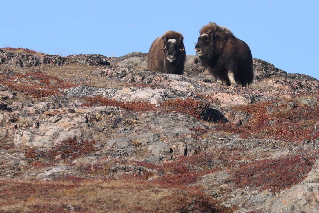 OTL12-24, Day 3,  Musk ox_Régis PERDRIAT © Regis Perdriat - Oceanwide Expeditions.jpg