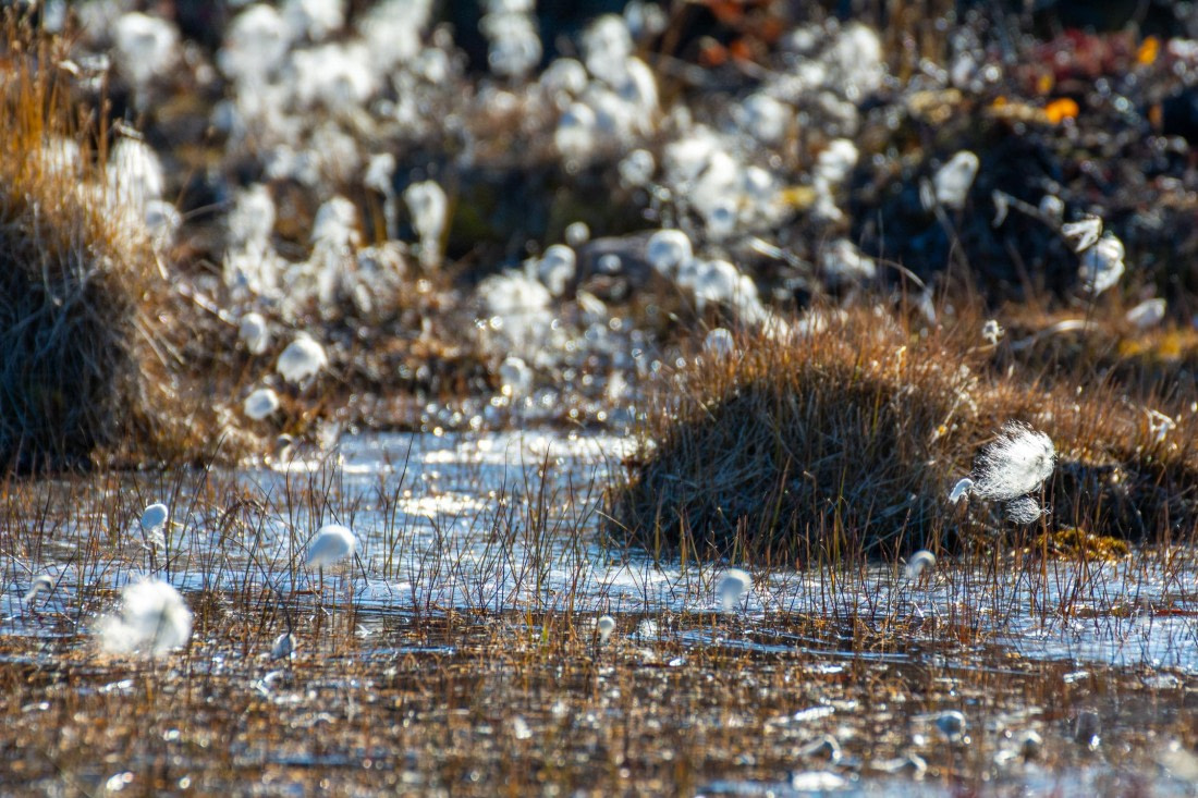 OTL12-24, Day 4,  _DSC7129 © Unknown photographer - Oceanwide Expeditions.jpg