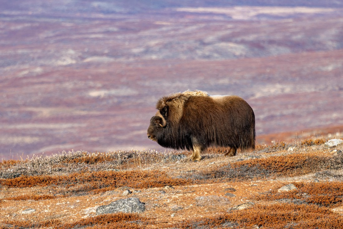 OTL12-24, Day 4,  088A2183 © Martin Anstee - Oceanwide Expeditions.jpg