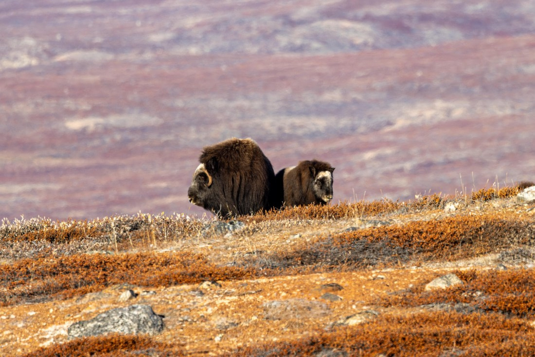 OTL12-24, Day 4,  088A2225 © Martin Anstee - Oceanwide Expeditions.jpg