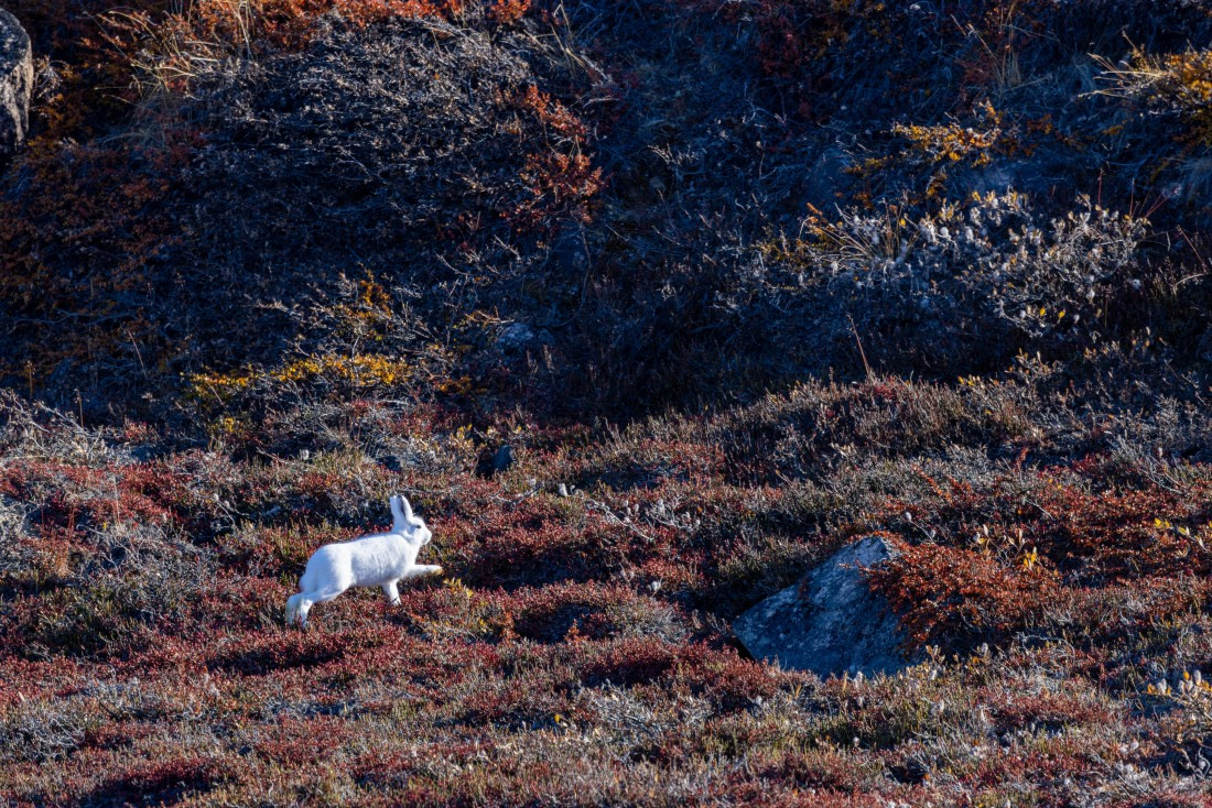 OTL12-24, Day 4,  088A2235 © Martin Anstee - Oceanwide Expeditions.jpg