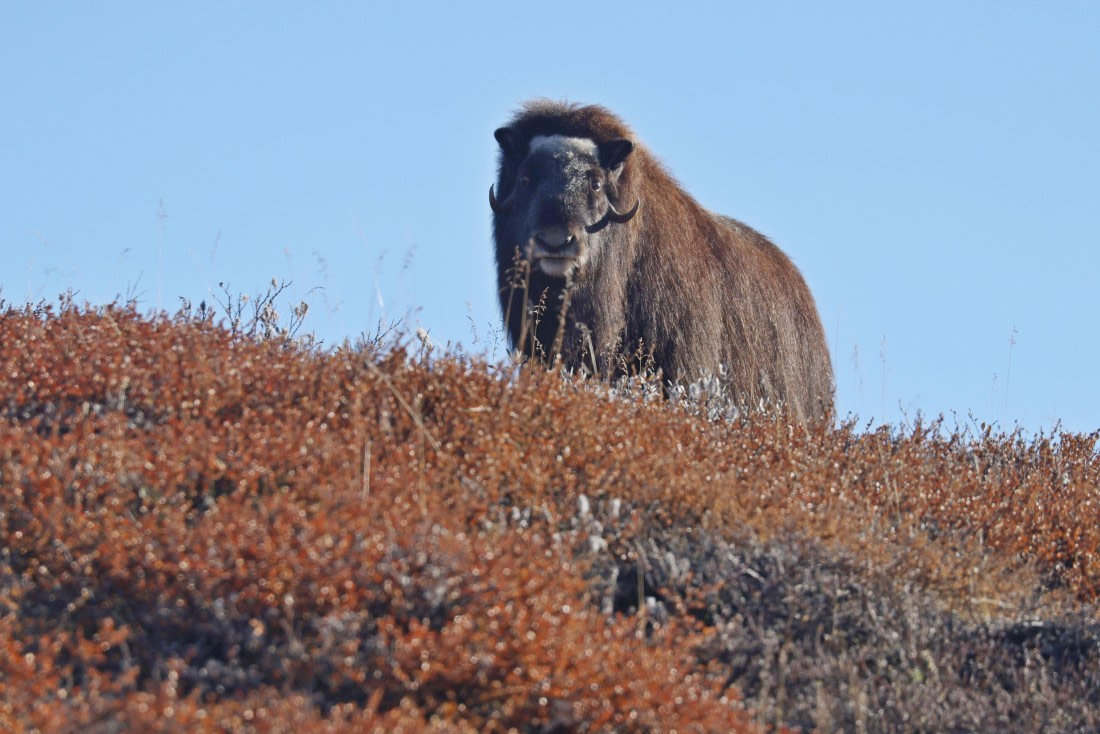 OTL12-24, Day 4,  Musk_ox_Regis_PERDRIAT (1) © Regis Perdriat - Oceanwide Expeditions.jpg