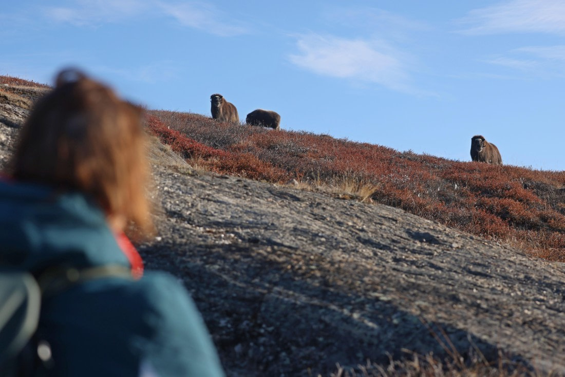 OTL12-24, Day 4,  Musk_ox_Regis_PERDRIAT (3) © Regis Perdriat - Oceanwide Expeditions.jpg
