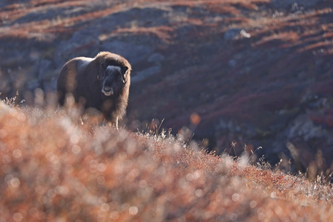 OTL12-24, Day 4,  Musk_ox_Regis_PERDRIAT (4) © Regis Perdriat - Oceanwide Expeditions.jpg