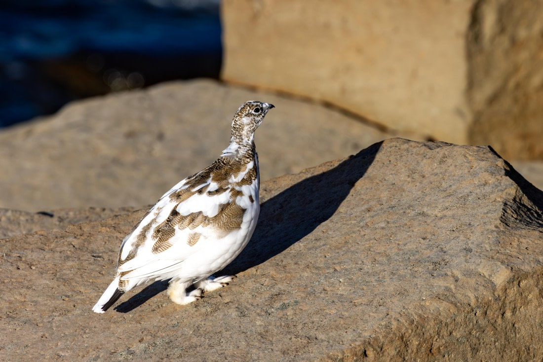 OTL12-24, Day 6,  5F4A1959 © Unknown photographer - Oceanwide Expeditions.jpg