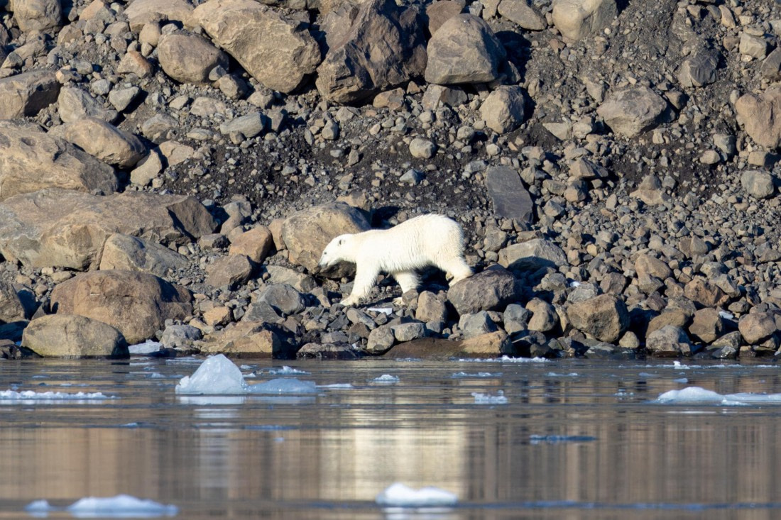 OTL12-24, Day 6,  088A2304 © Martin Anstee - Oceanwide Expeditions.jpg